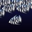 Creating Replicator Effects in Motion, Ripple Training: Video editing tutorials for the best editing software for PC and Mac.